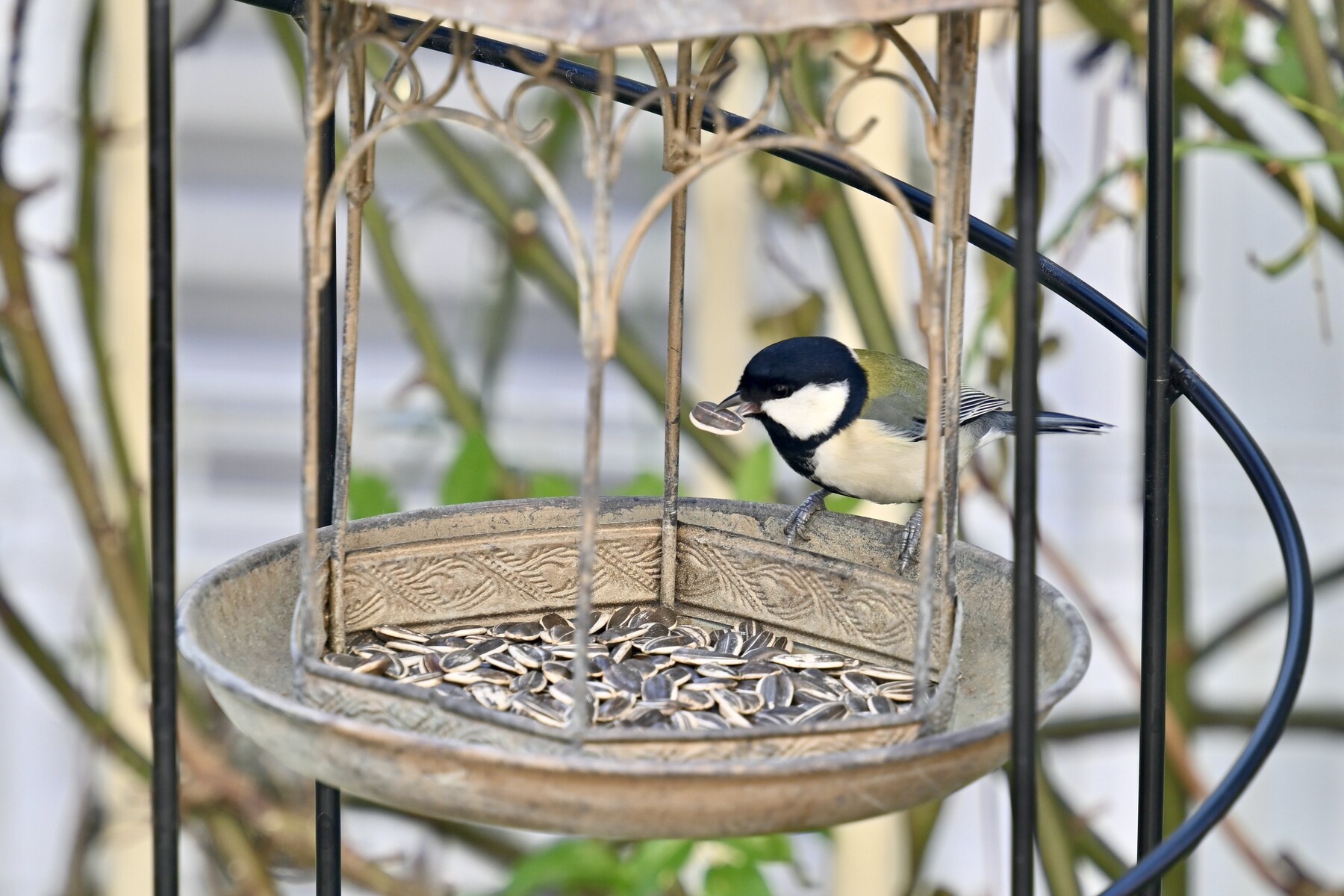 バードフィーダー バードウォッチング 野鳥の餌台 鳥小屋 鳥かご 庭 ガーデン おしゃれ 野鳥 給餌器 餌台 餌場 えさ台 吊下げ グリーン 小鳥 窓 スタンド ケージ 屋外 おもちゃ 野鳥観察 屋根付き 餌箱 巣箱 庭の装飾 インテリア エサ エサ置き場 シードトレイ 1pc