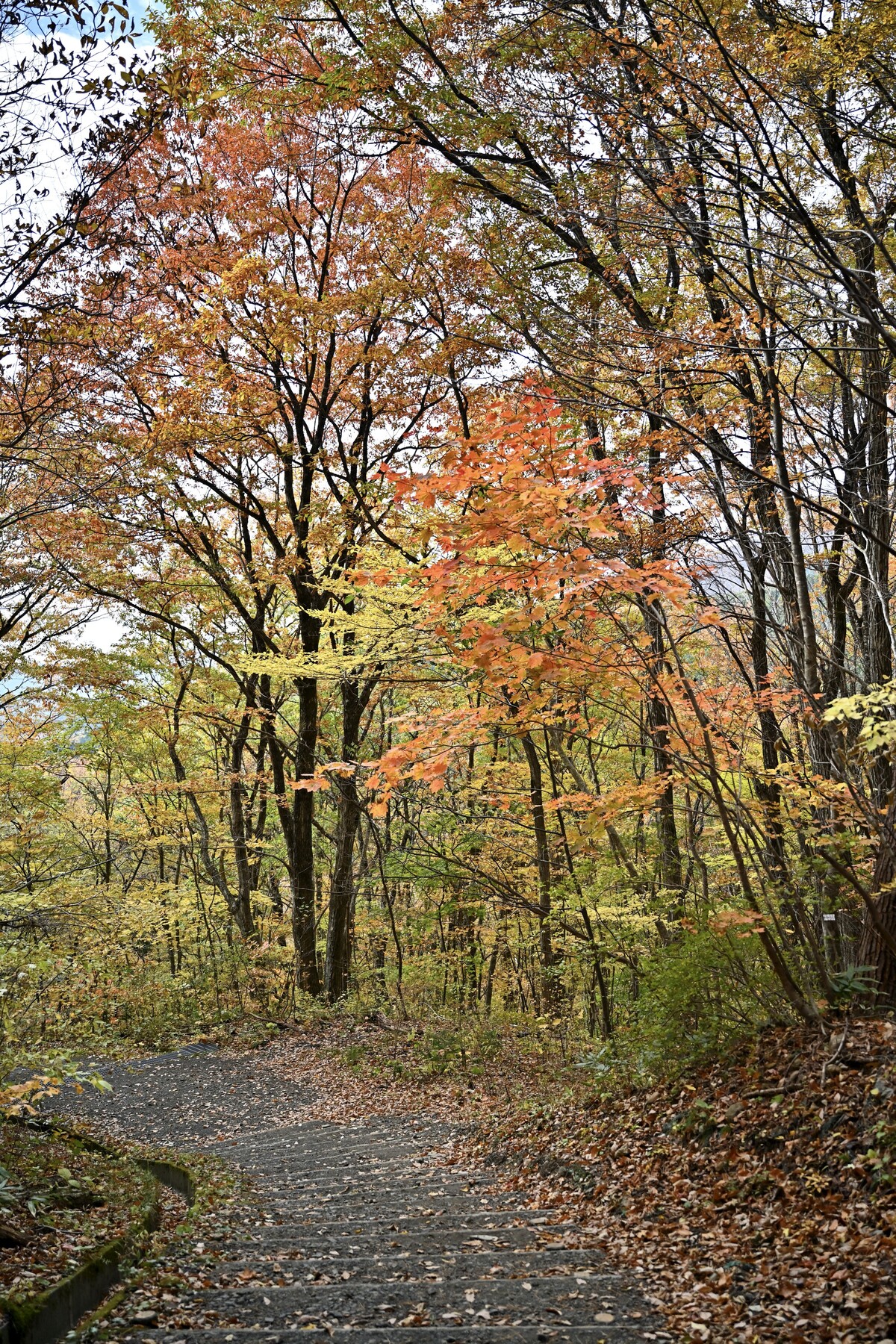 紅葉を求めて 6 横川渓谷 やまびこ吊橋 クリントンのひとりごと