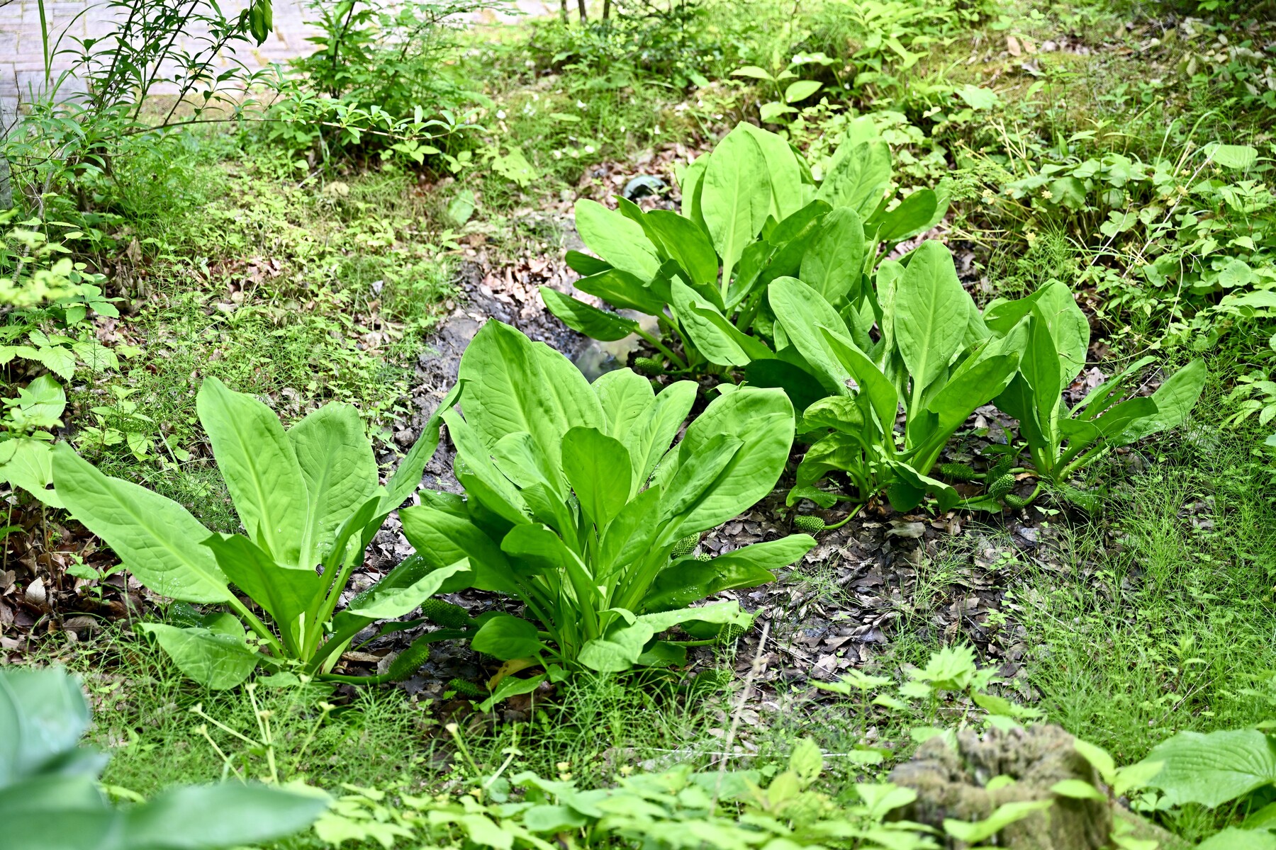 仙台泉ボタニカルガーデン6月 クリントンのひとりごと