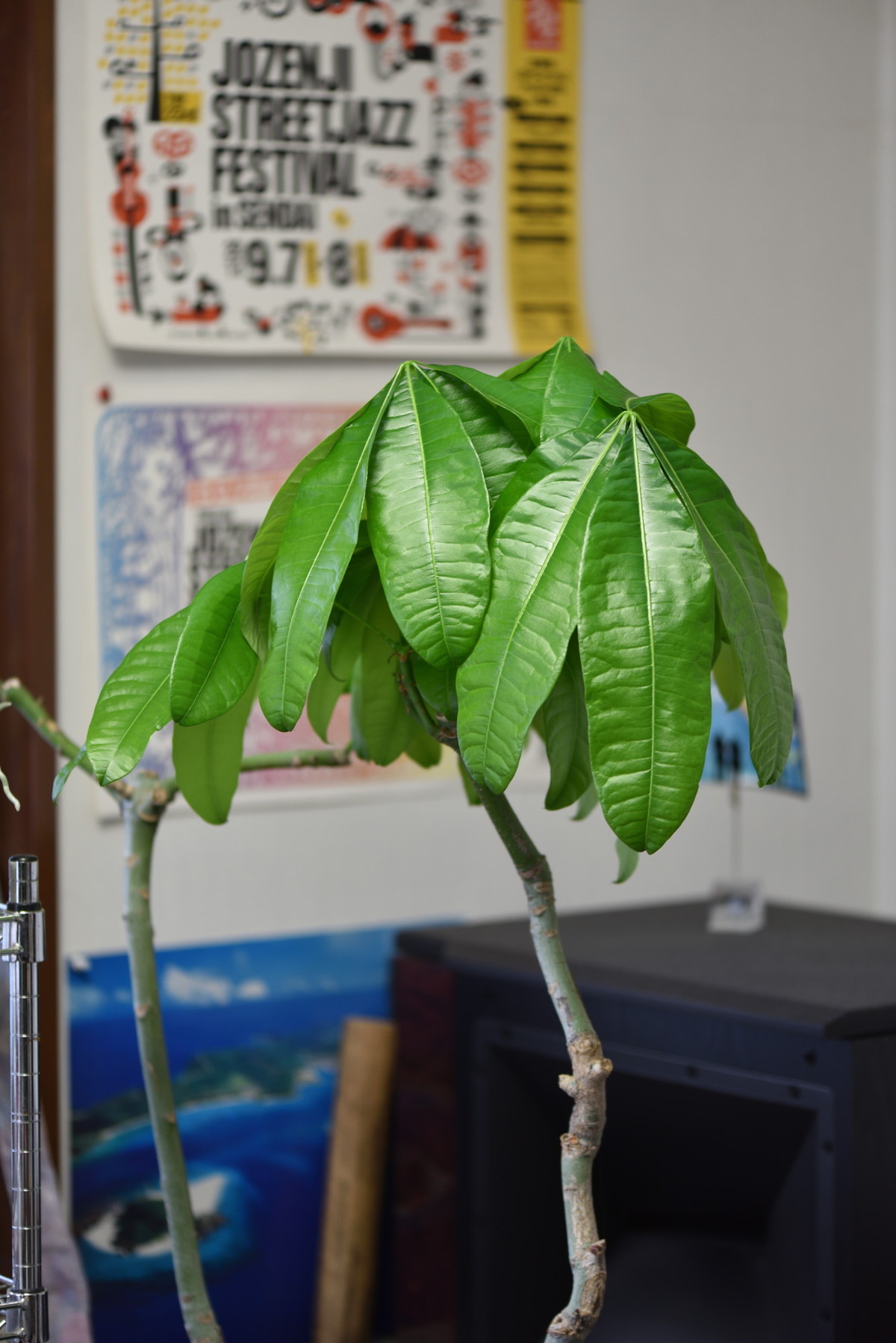 雨水 とパキラ クリントンのひとりごと 雨水 とパキラ クリントンのひとりごと