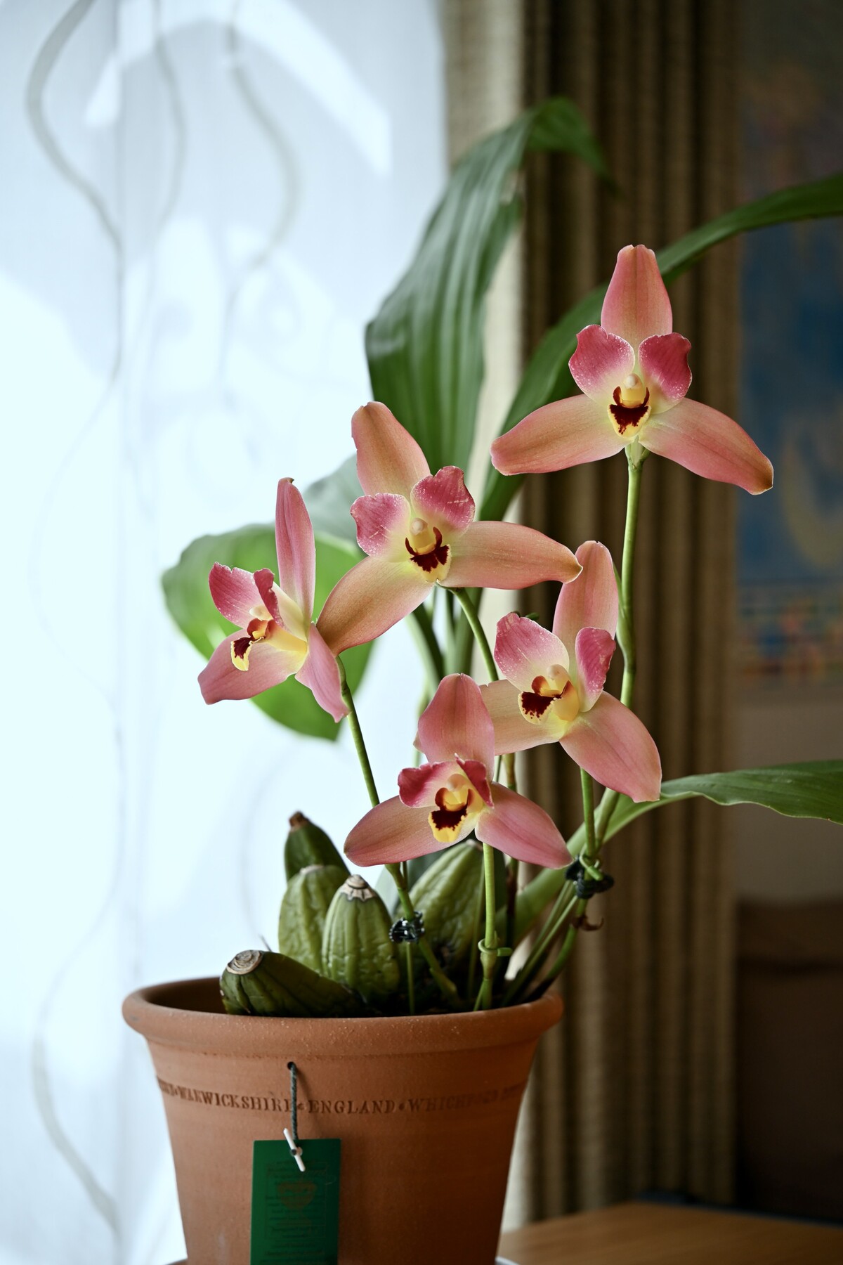 洋蘭リカステ開花 クリントンのひとりごと