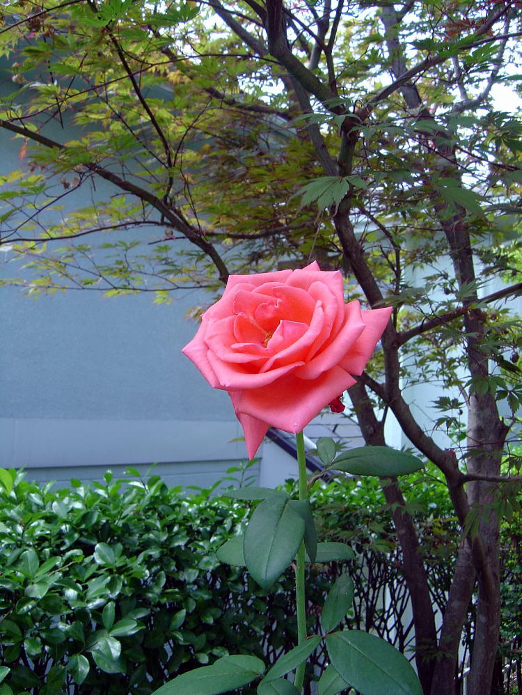 薔薇と百合が咲いた クリントンのひとりごと