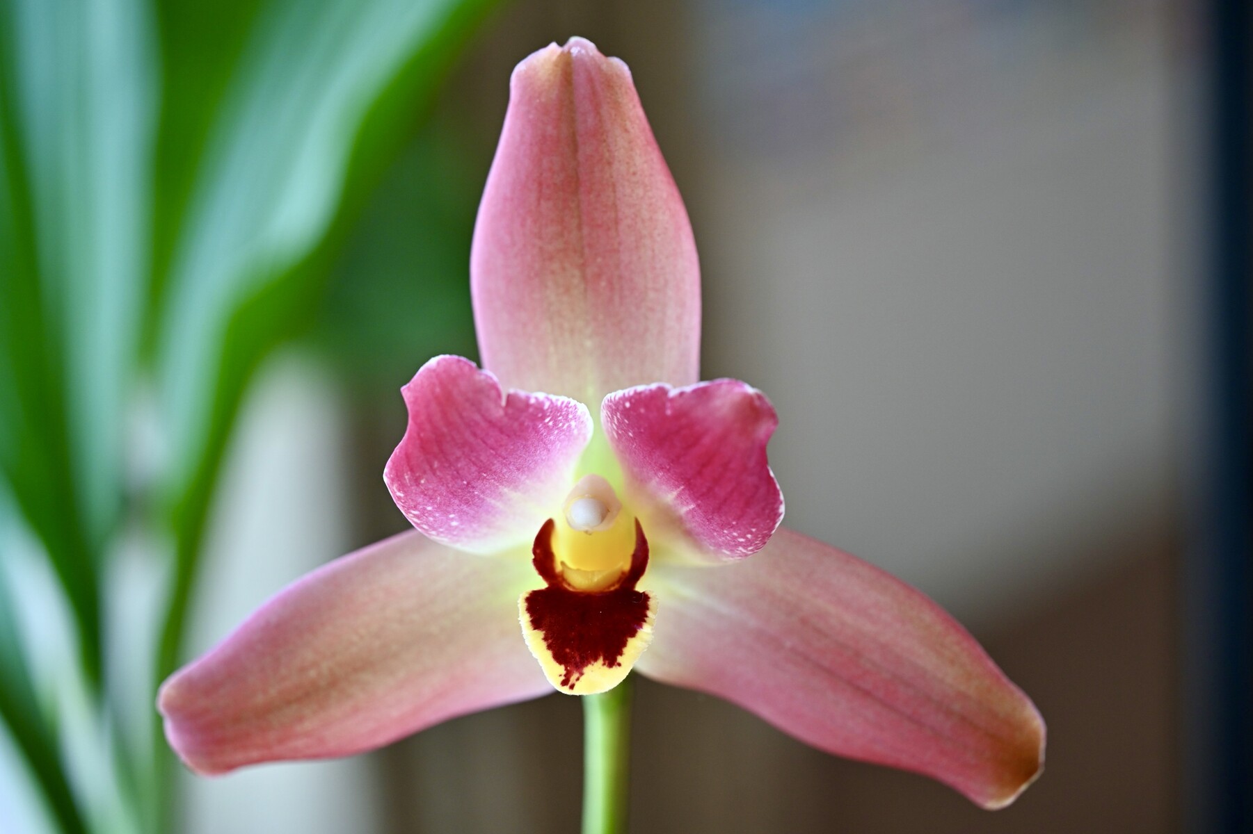 洋蘭リカステ開花 クリントンのひとりごと