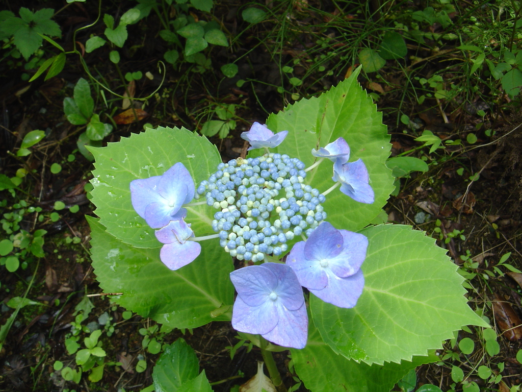 いろいろ咲いています 紫陽花が見頃 クリントンのひとりごと