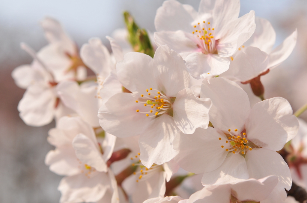 桜 桜 桜 クリントンのひとりごと
