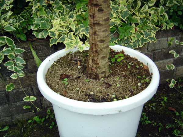クリントンの園芸講座 大型観葉植物の植え替え クリントンのひとりごと クリントンの園芸講座 大型観葉植物の植え替え クリントンのひとりごと