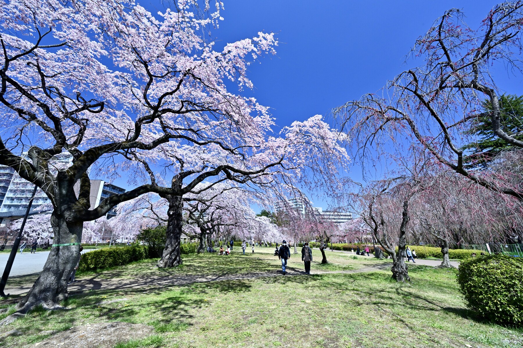 ブルーシートの無いお花見 仙台榴岡公園 クリントンのひとりごと ブルーシートの無いお花見 仙台榴岡公園 クリントンのひとりごと