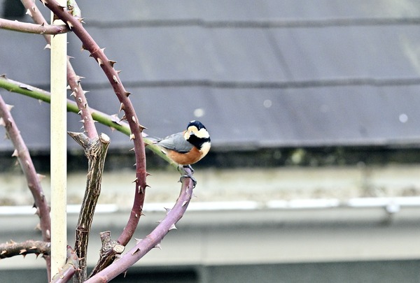 ���Ȥ��̿���2026ǯ1��10���˥�ޥ��顦�᥸����������ιԿ�