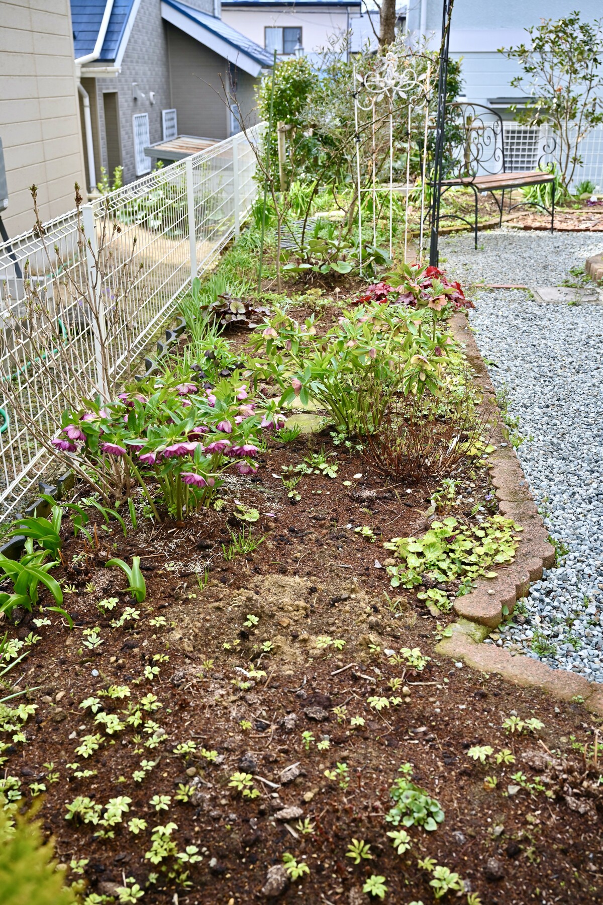 ガーデニング 庭草取り他 クリントンのひとりごと