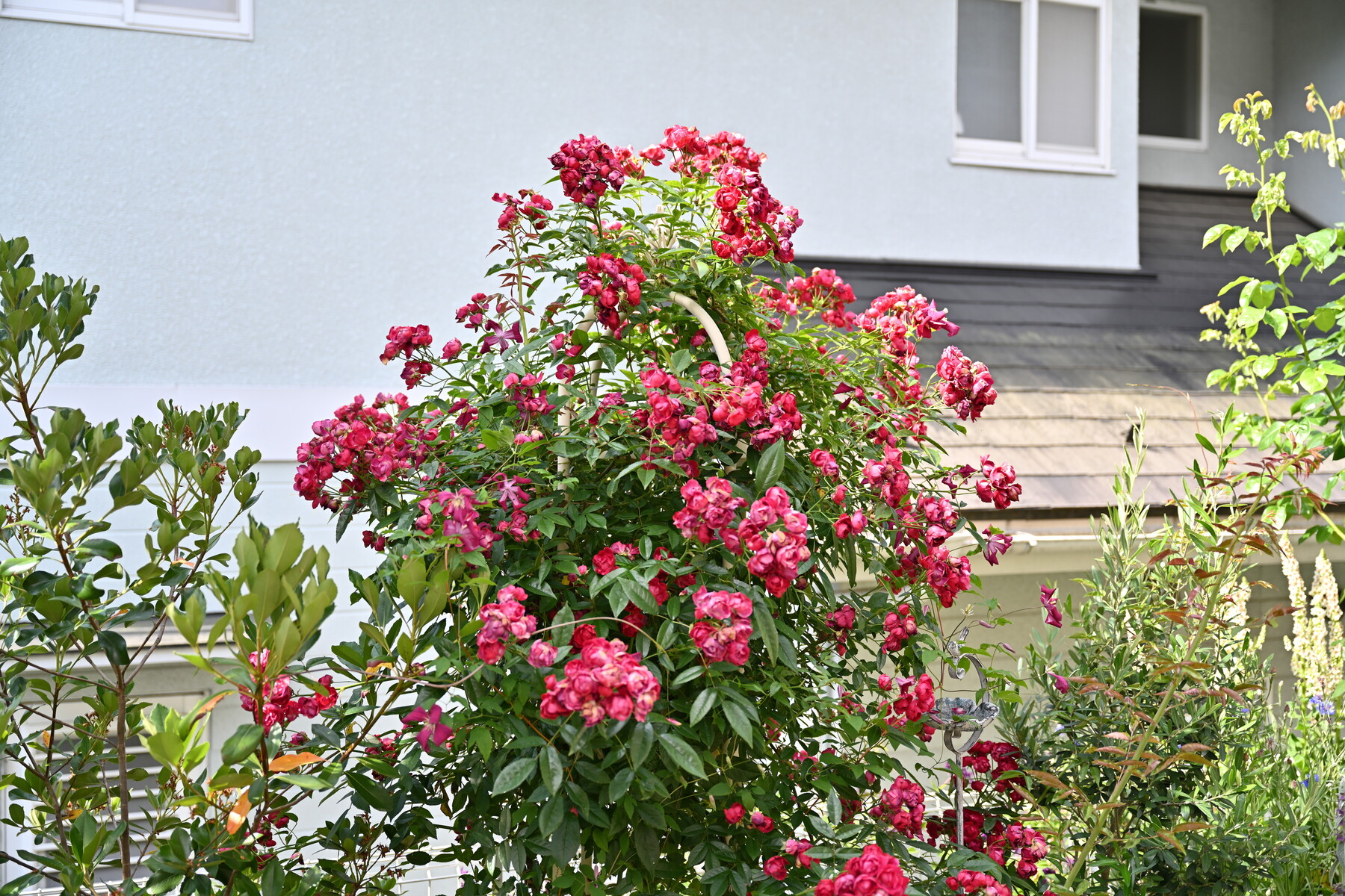ガーデニング つる薔薇花後剪定 クリントンのひとりごと