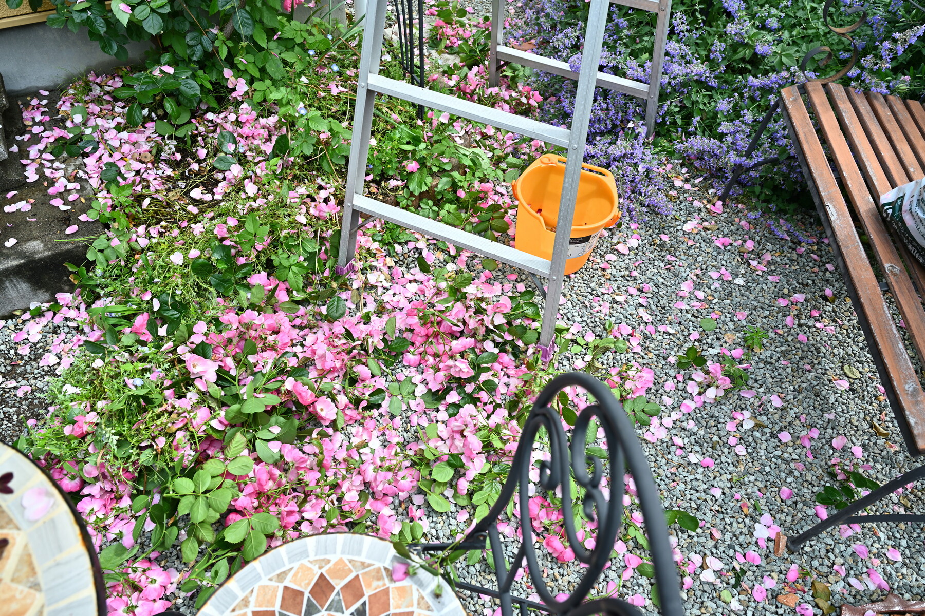 ガーデニング つる薔薇花後剪定 クリントンのひとりごと