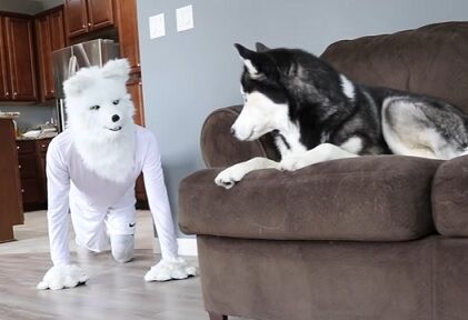 オオカミの着ぐるみでシベリアンハスキーにドッキリを仕掛けてみたwww クリパラ オオカミの着ぐるみでシベリアンハスキーにドッキリを仕掛けてみたwww クリパラ
