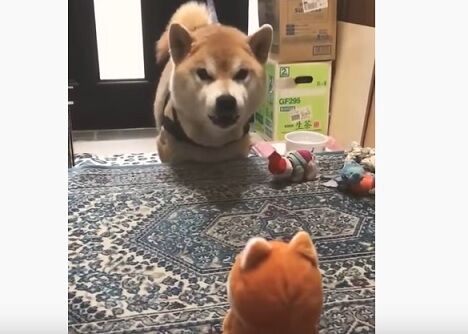 リプレイ不可避 激おこな表情でおもちゃと会話する柴犬ワロタ クリパラ リプレイ不可避 激おこな表情でおもちゃと会話する柴犬ワロタ クリパラ