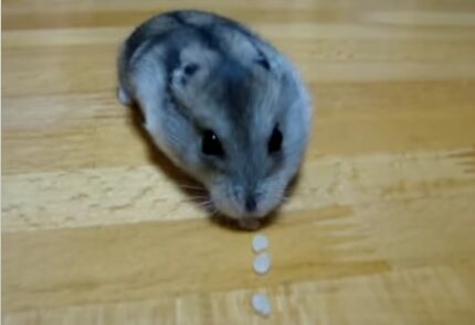 vacuumhamster