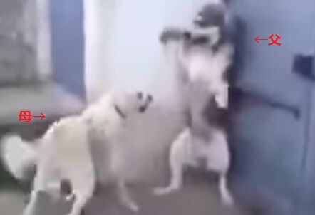 周りをうろつく子犬におとん犬吠える 子犬ビビる おかん犬 ゴルァ 子供ビックリしとるやんけ おとん犬 うひぃ 勘弁してぇな クリパラ