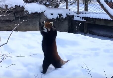 萌え過ぎ注意 雪の中で飛び跳ねたり転がったりして遊ぶレッサーパンダがかわえぇ クリパラ