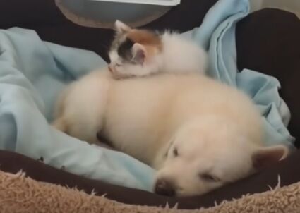 犬と猫