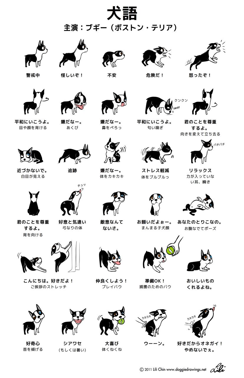 ワンちゃんの感情表現をイラストにまとめてみた 日本語 英語版あり きよおと Kiyoto