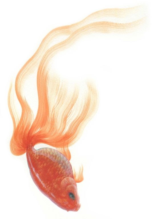 樹脂の中に閉じ込めた永遠の命を持つ金魚 金魚に救われたある美術作家の作品 きよおと Kiyoto