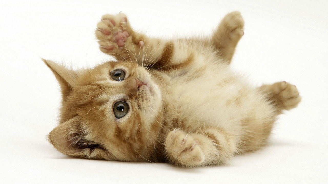 ぬっくぬくの靴下は僕たちのもんだからね 靴下泥棒を退治する可愛い子猫のムービー きよおと Kiyoto
