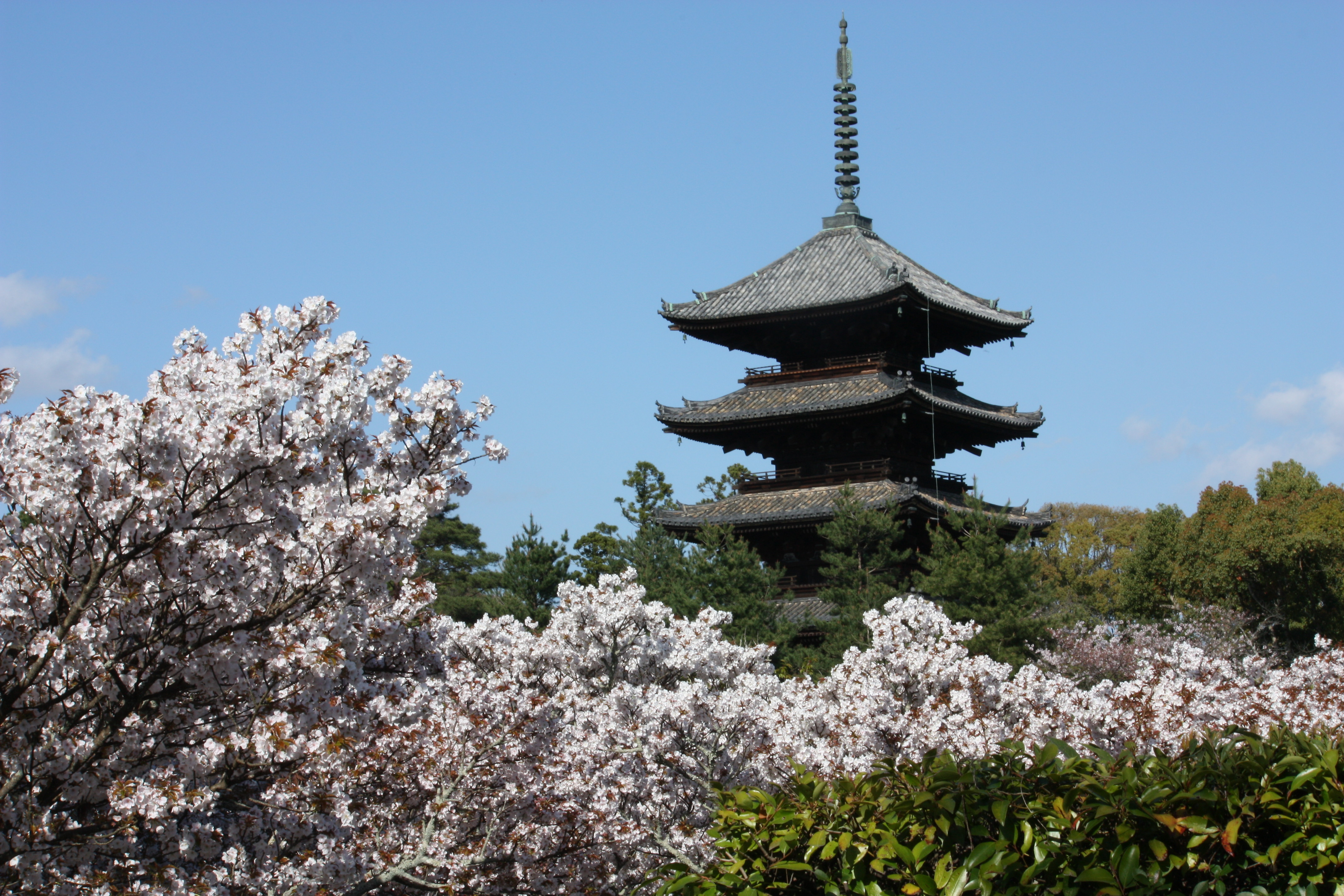 『この桜、桜餅の香りがする～』：満開～散りぞめの仁和寺・御室桜 : きよおと-KiYOTO