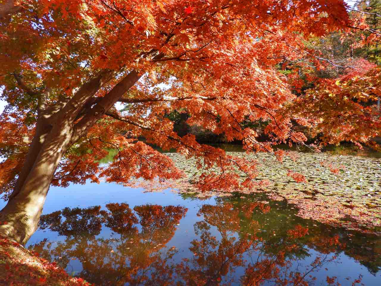 福島 幾重にも重なる紅いイロハモミジ 花と歴史の郷 蛇の鼻 何度でも訪れたい日本の風景
