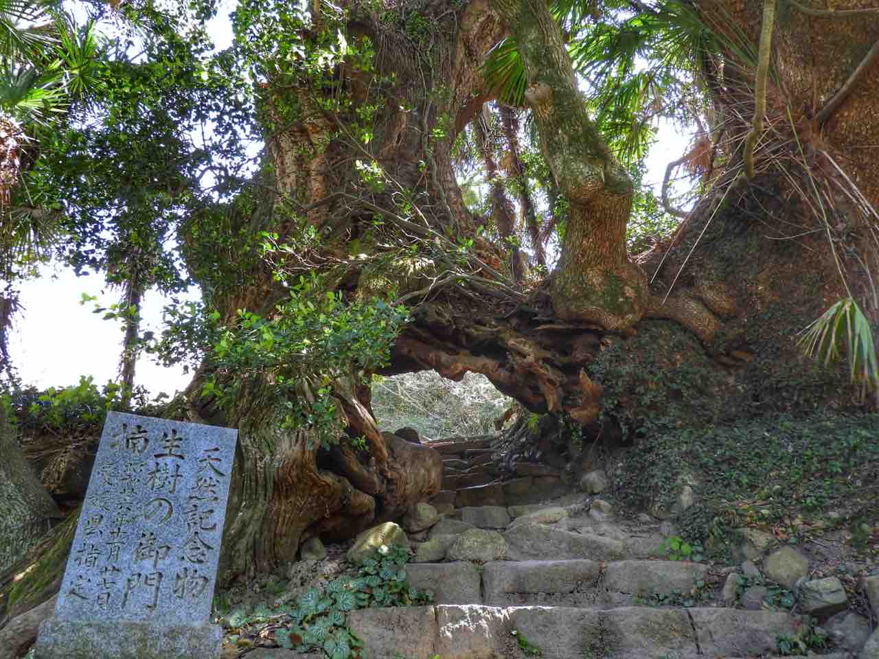 愛媛 樹齢三千年の楠の木くぐり 大山祇神社の 生樹の御門 いききのごもん 何度でも訪れたい日本の風景