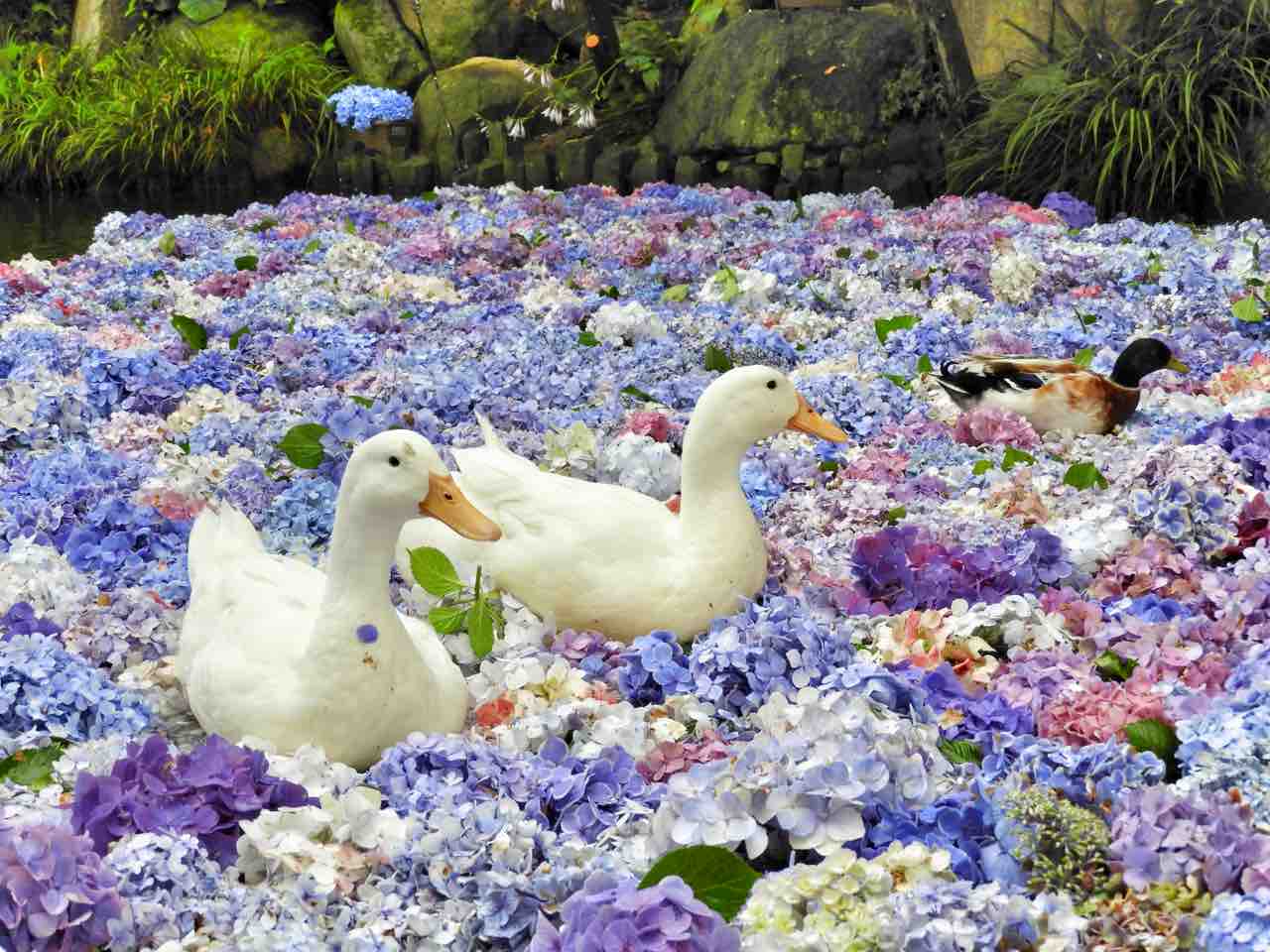 茨城】紫陽花の池に浮かぶアヒルさん 雨引観音の水中華 : 何度でも訪れ