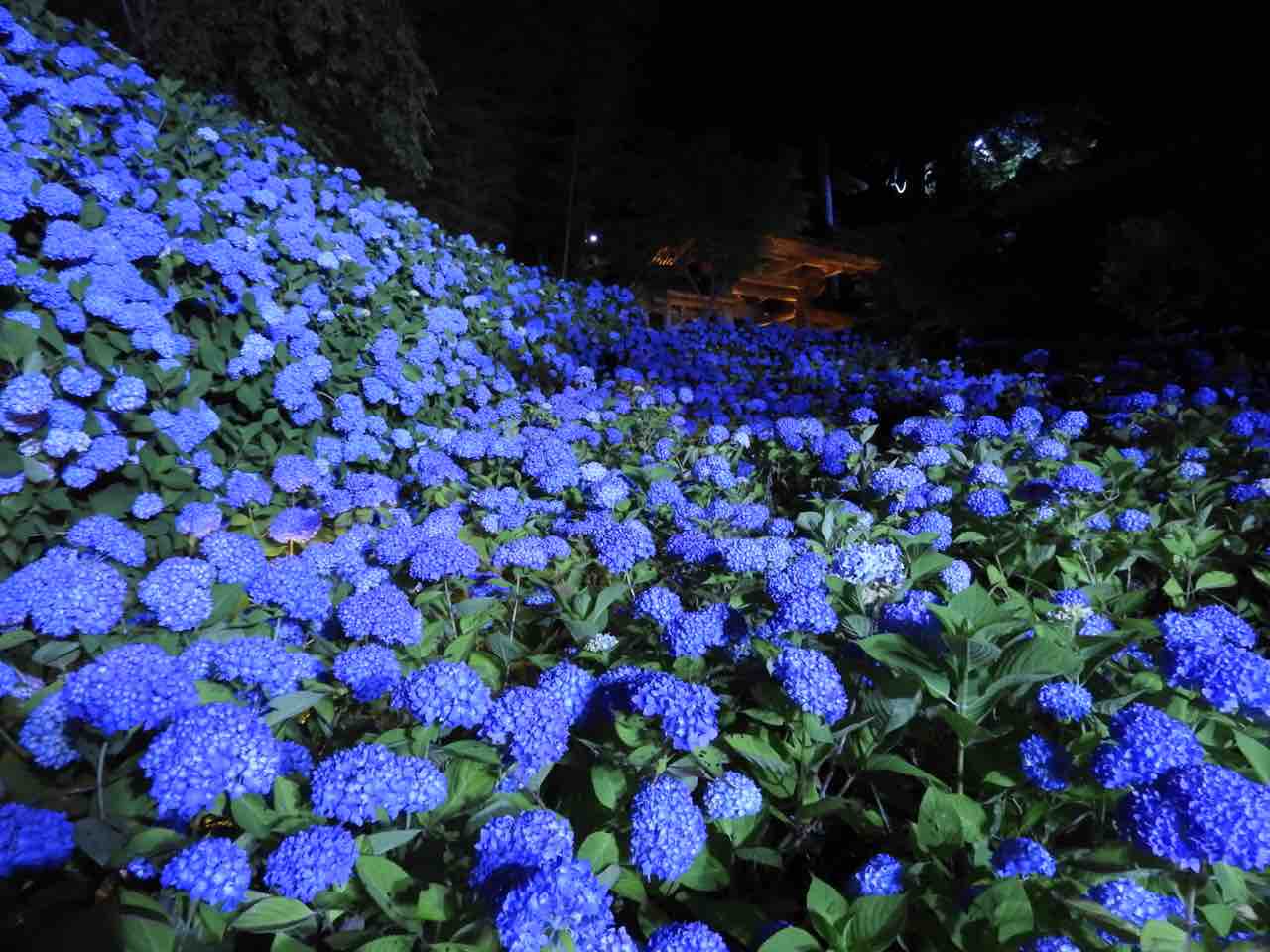 秋田 闇夜に浮かぶ瑠璃色の絨毯 雲昌寺の紫陽花 何度でも訪れたい日本の風景 秋田 闇夜に浮かぶ瑠璃色の絨毯 雲昌寺の紫陽花 何度でも訪れたい日本の風景