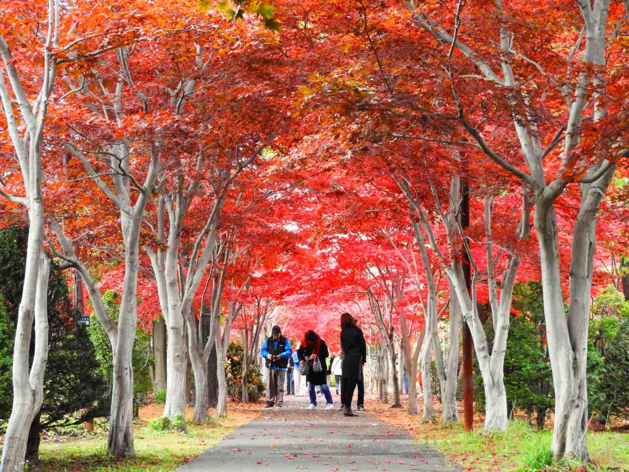 北海道 札幌で一番の赤い世界 平岡樹芸センターの真っ赤なトンネル 何度でも訪れたい日本の風景