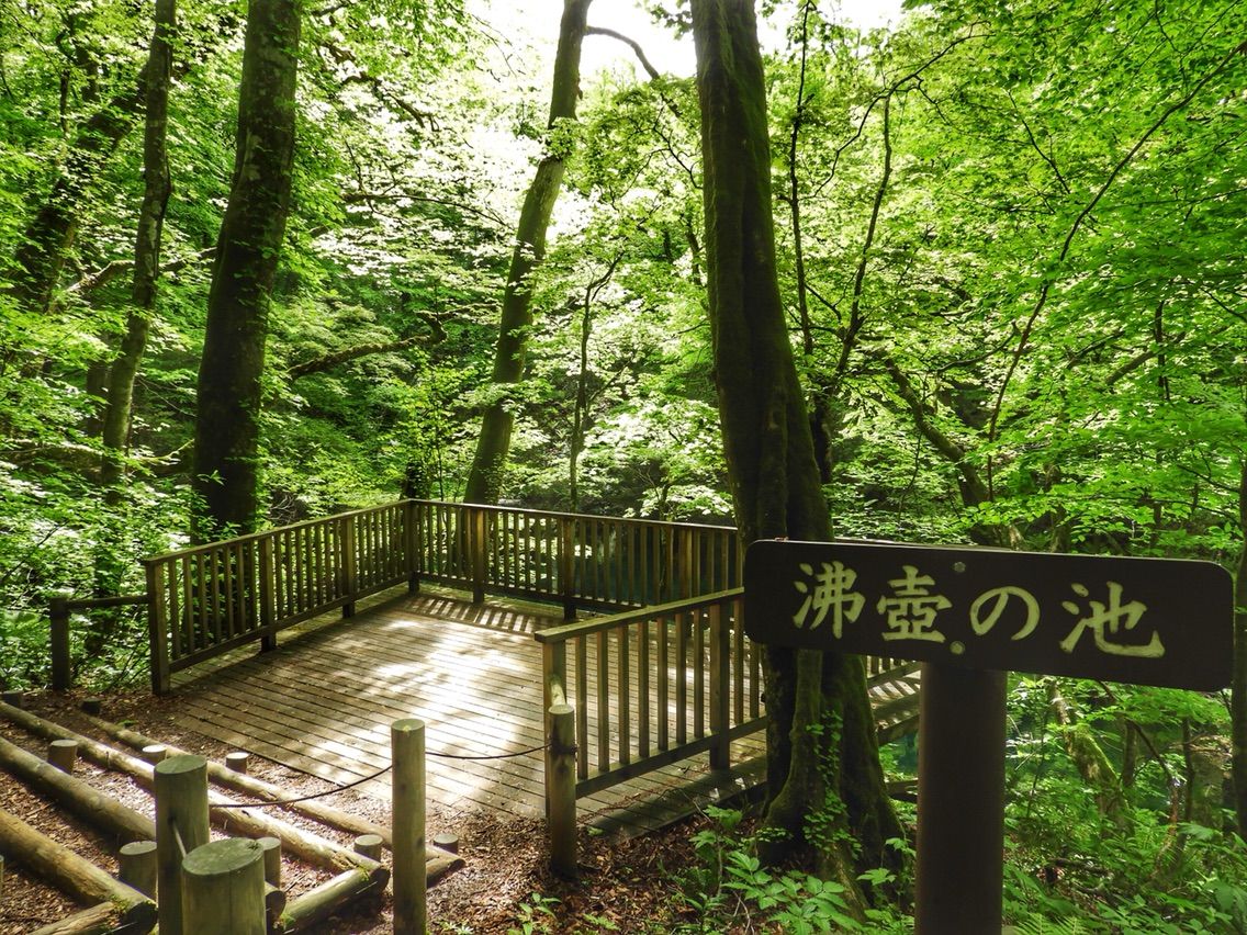 青森 青池を凌ぐ透明度 沸壺の池 何度でも訪れたい日本の風景 青森 青池を凌ぐ透明度 沸壺の池 何度でも訪れたい日本の風景