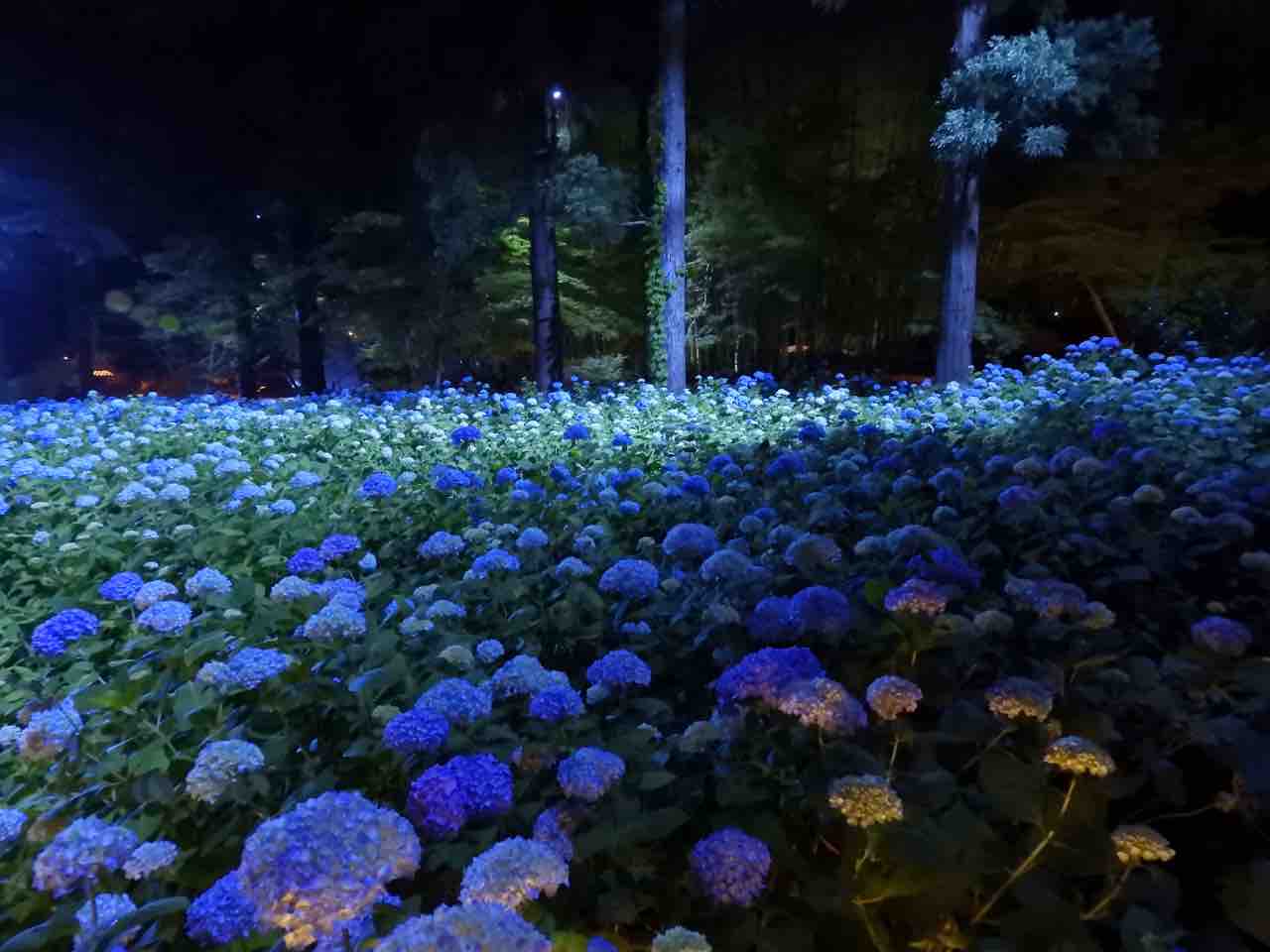秋田 闇夜に浮かぶ瑠璃色の絨毯 雲昌寺の紫陽花 何度でも訪れたい日本の風景 秋田 闇夜に浮かぶ瑠璃色の絨毯 雲昌寺の紫陽花 何度でも訪れたい日本の風景