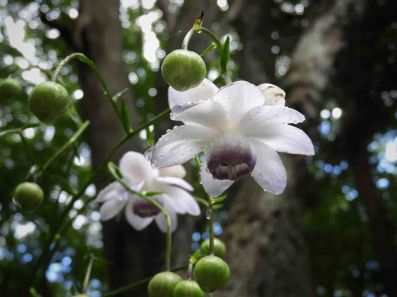 群馬 森の中の小宇宙 赤城自然園のレンゲショウマ 何度でも訪れたい日本の風景