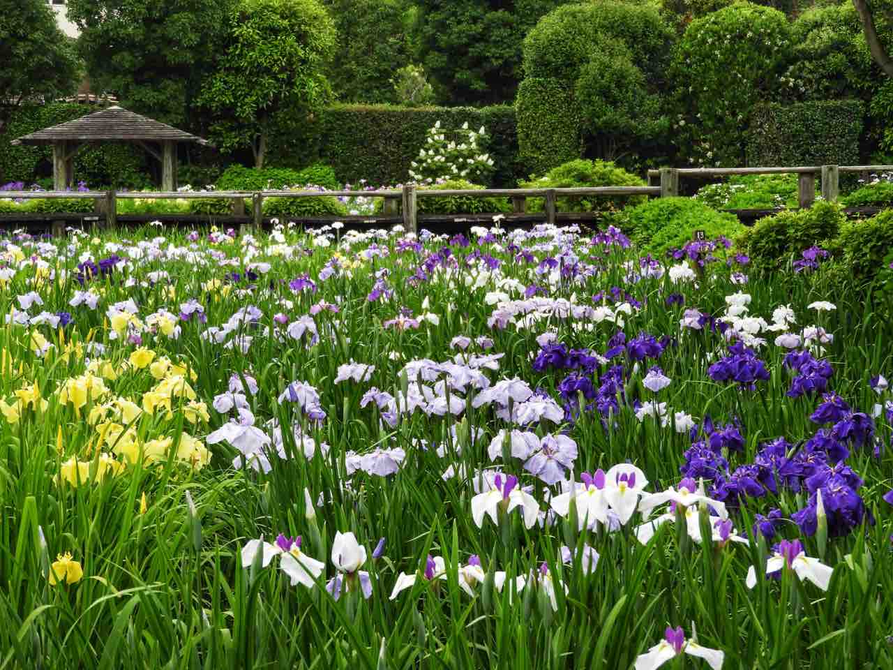 埼玉 青紫色の煌めき 染谷花しょうぶ園 何度でも訪れたい日本の風景 埼玉 青紫色の煌めき 染谷花しょうぶ園 何度でも訪れたい日本の風景