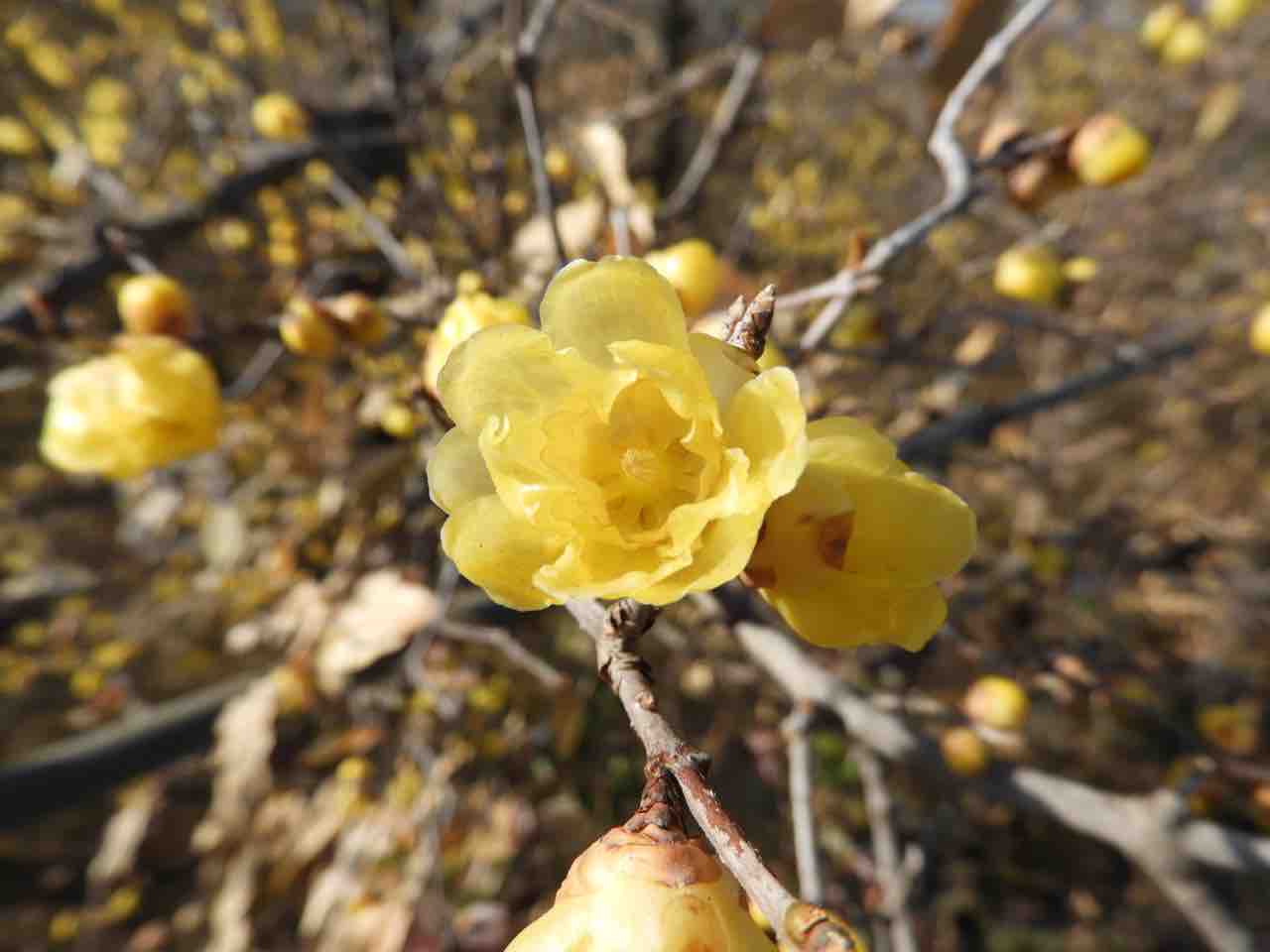 埼玉 ロウバイ 蝋梅 の花が咲きはじめています 何度でも訪れたい日本の風景