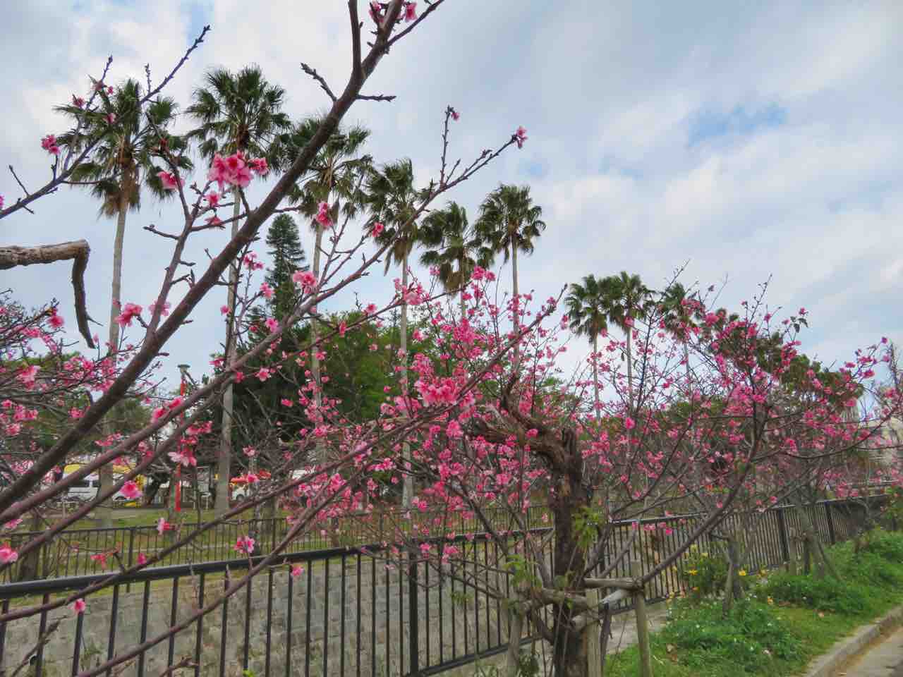 沖縄 沖縄は緋寒桜 ヒカンザクラ が満開です 何度でも訪れたい日本の風景 沖縄 沖縄は緋寒桜 ヒカンザクラ が満開です 何度でも訪れたい日本の風景