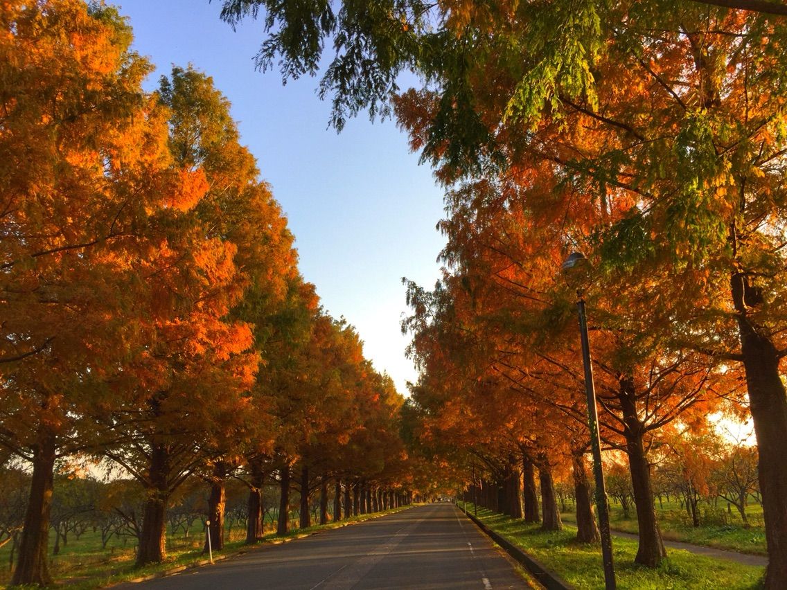滋賀 メタセコイア並木の紅葉 何度でも訪れたい日本の風景