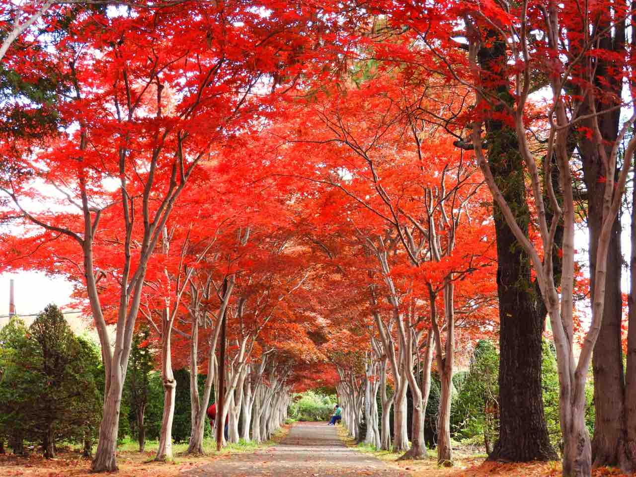 北海道 札幌で一番の赤い世界 平岡樹芸センターの真っ赤なトンネル 何度でも訪れたい日本の風景