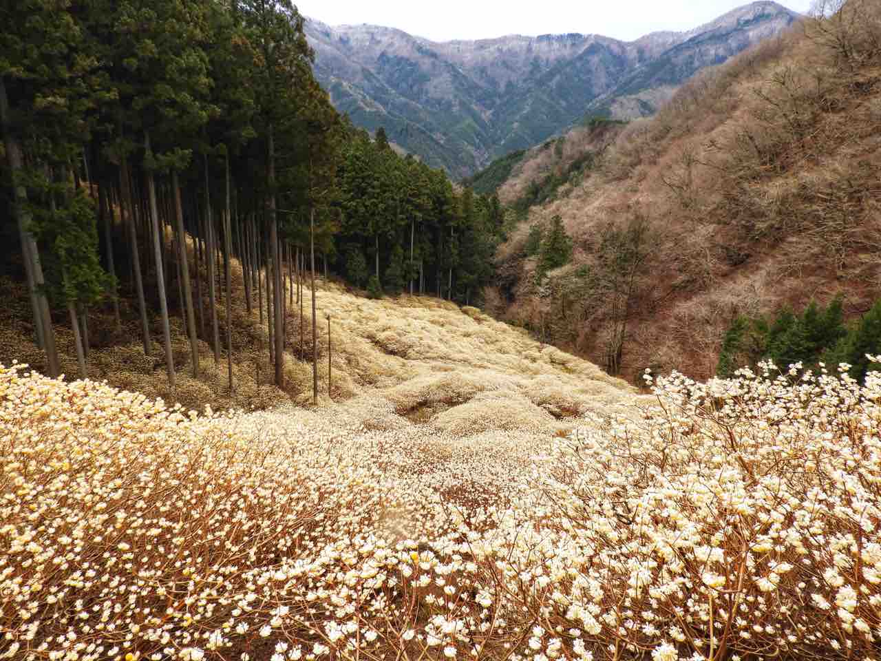 群馬 黄金色に染まった雲海 屋敷山のミツマタ群生地 何度でも訪れたい日本の風景