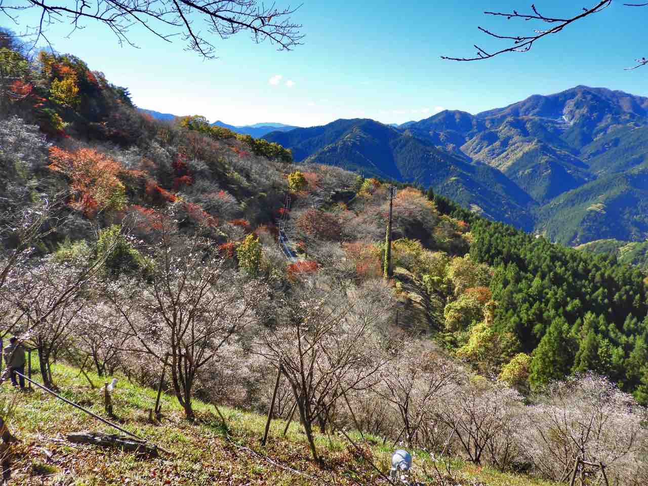 群馬 甘い香り漂う黄金色のトンネル 桜山公園のロウバイ 何度でも訪れたい日本の風景