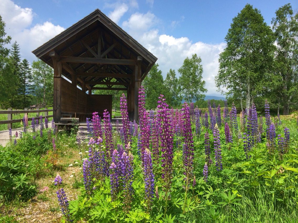 北海道 劣化が激しいタウシュベツ橋梁 何度でも訪れたい日本の風景