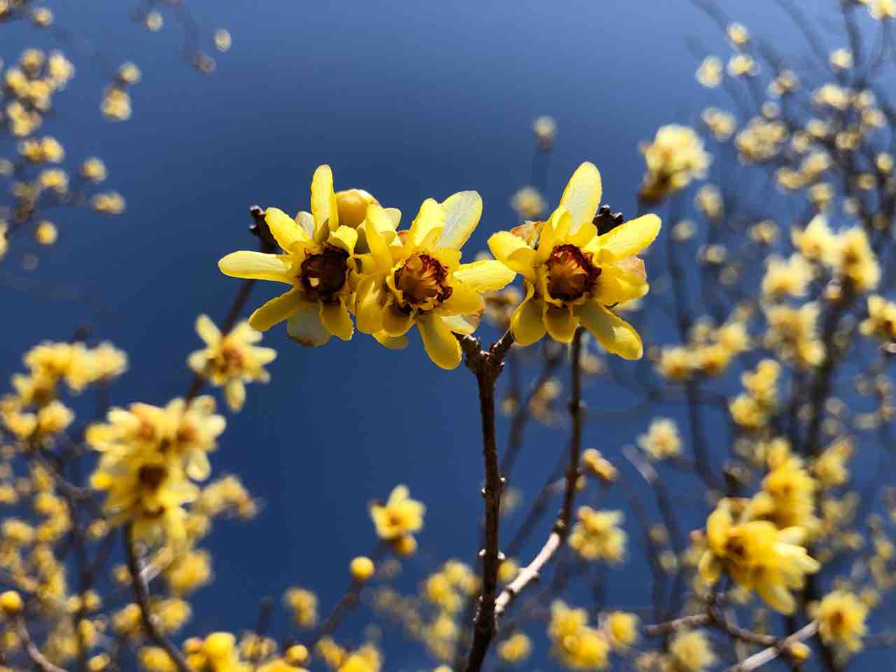 群馬 甘い香り漂う黄金色のトンネル 桜山公園のロウバイ 何度でも訪れたい日本の風景