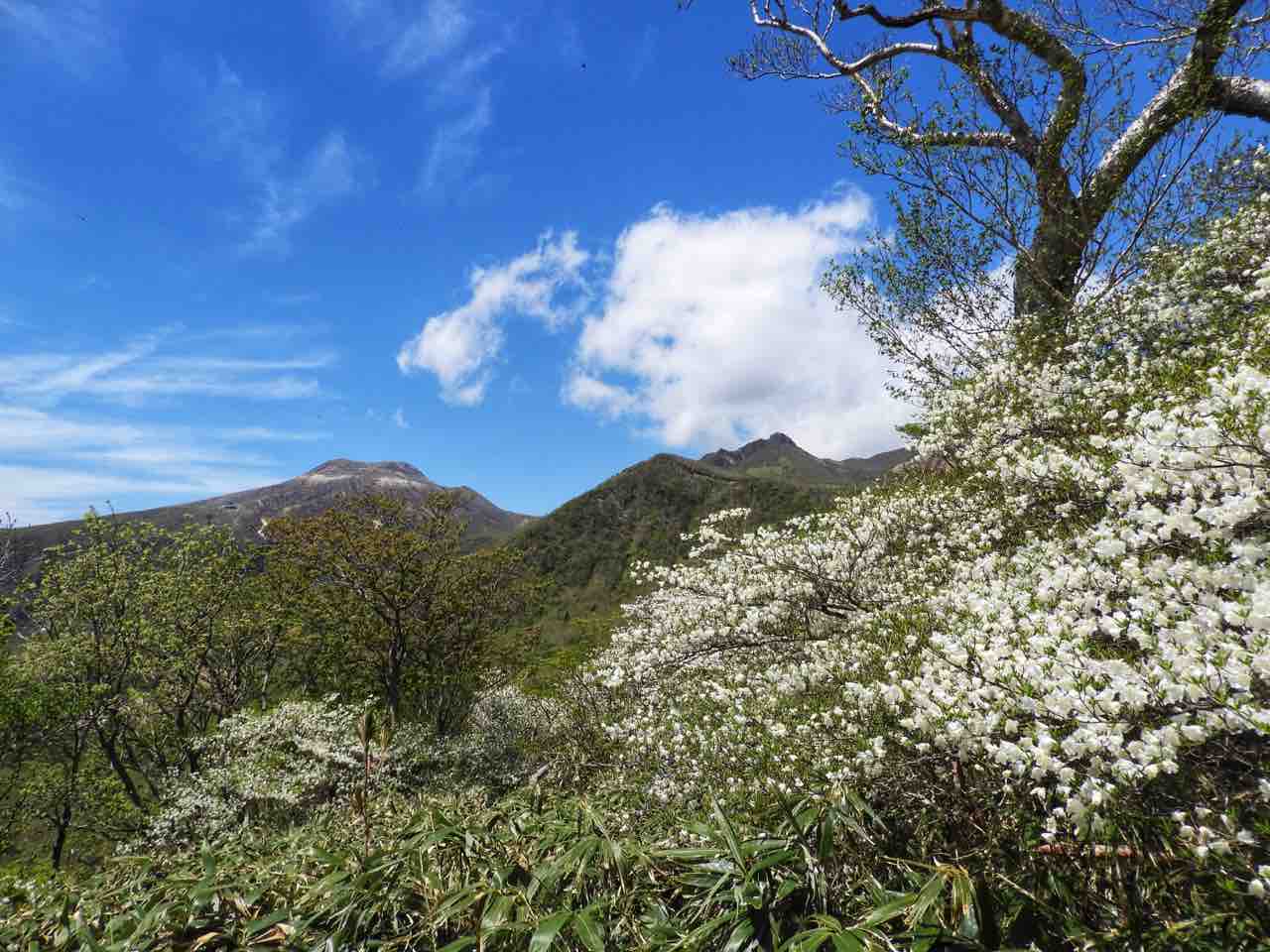 栃木 新緑の那須を可憐に彩る純白のシロヤシオ ゴヨウツツジ 何度でも訪れたい日本の風景