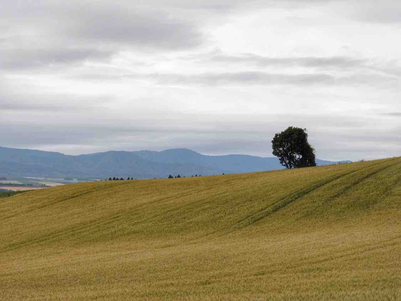 北海道美瑛町　壁飾り　木々の丘シリーズ　絵本の木　組木技法　額縁入り 貴妃花＞木々の丘「親子の木」 木工クラフト [032-05] | 北海道