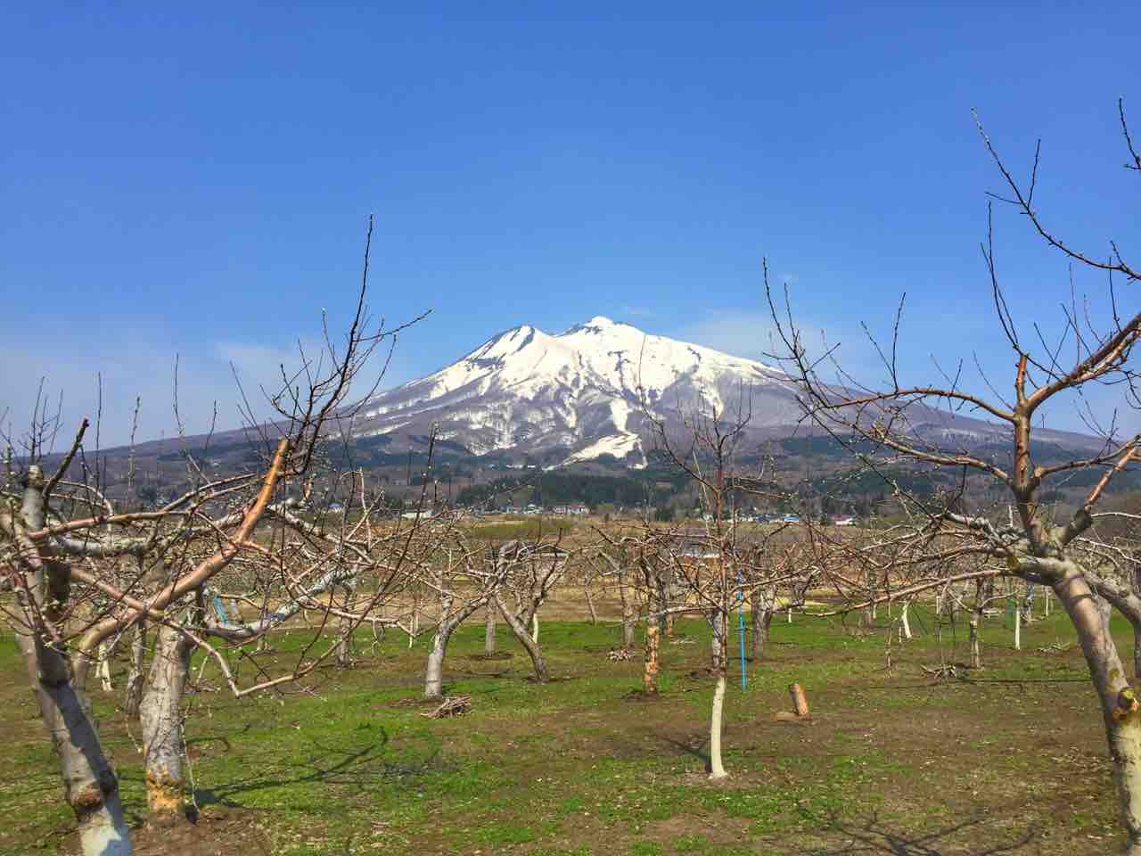 青森 岩木山を背景に翼を広げたつがいの鶴 鶴の舞橋 何度でも訪れたい日本の風景