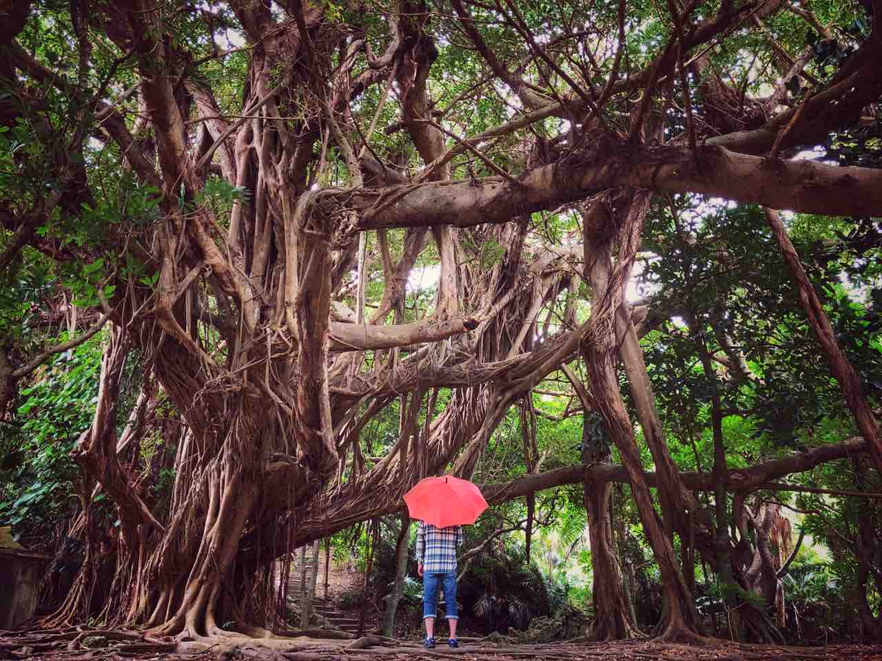 浜比嘉島 ガジュマルに護られた御嶽 東の御嶽シヌグ堂 何度でも訪れたい日本の風景
