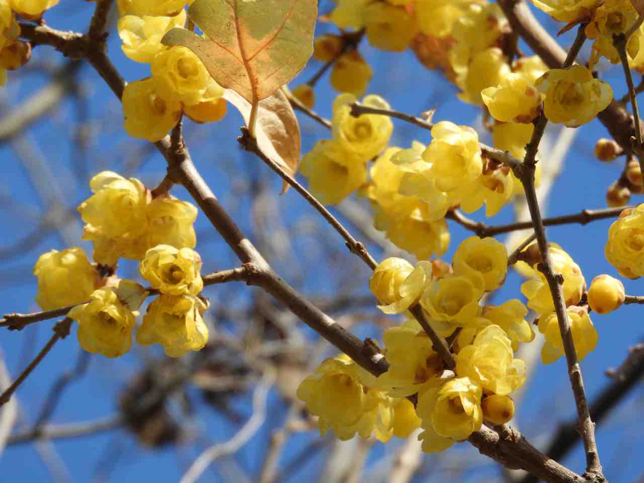 埼玉 ロウバイ 蝋梅 の花が咲きはじめています 何度でも訪れたい日本の風景 埼玉 ロウバイ 蝋梅 の花が咲きはじめています 何度でも訪れたい日本の風景