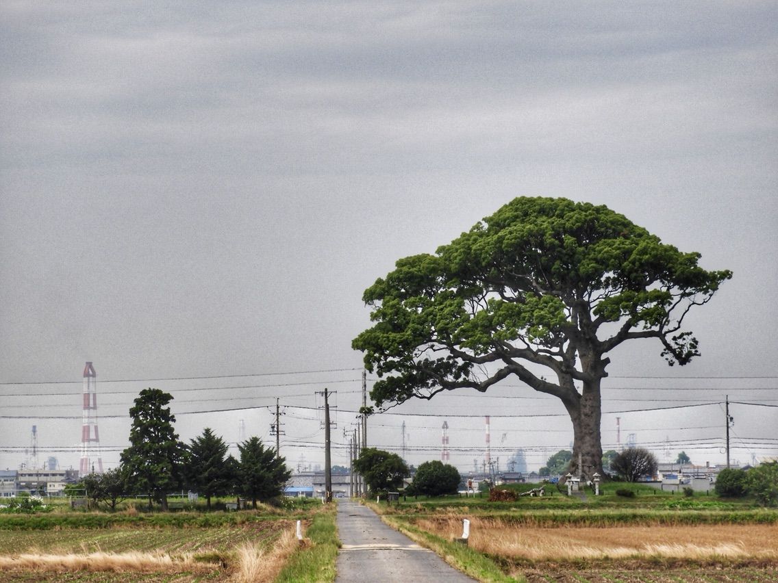三重 まるでサバンナ 長太の大楠 何度でも訪れたい日本の風景