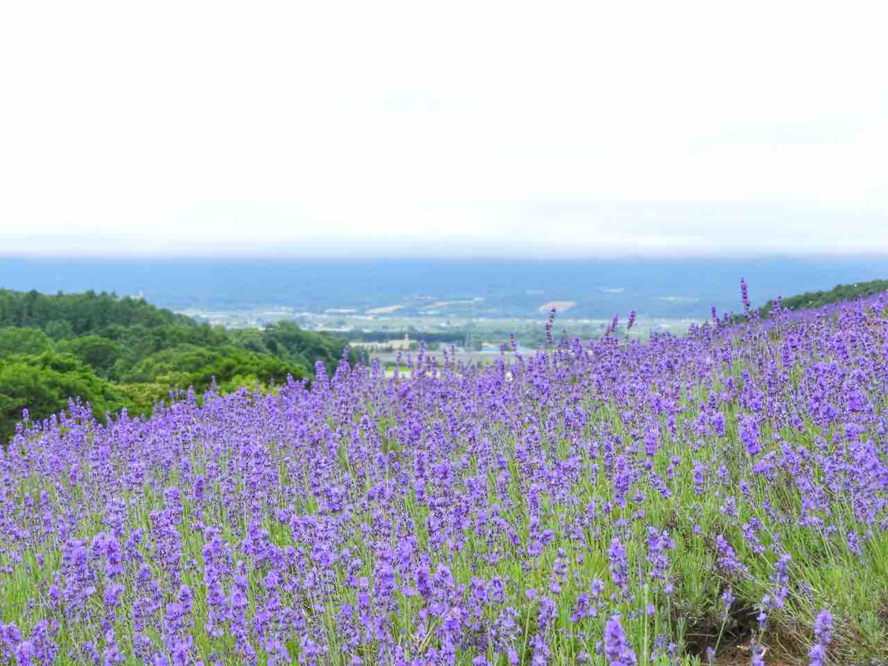 【北海道】ラベンダーの蜜を求めて蝶が舞う 黒瀬農園のラベンダー畑 何度でも訪れたい日本の風景