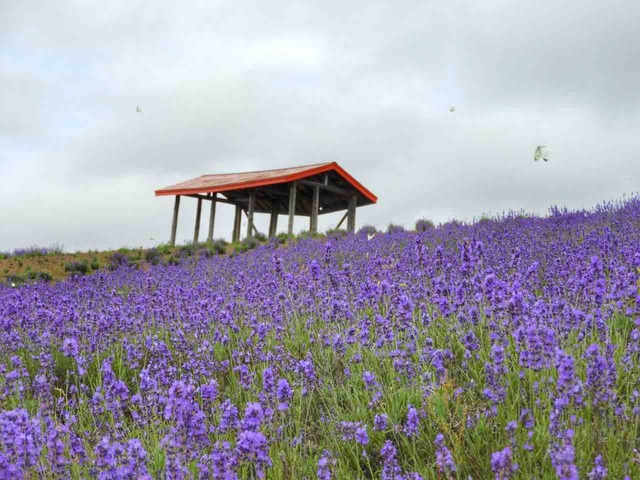 北海道】ラベンダーの蜜を求めて蝶が舞う 黒瀬農園のラベンダー畑 : 何